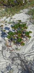 Scaevola plumieri