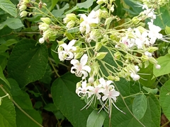 Clerodendrum infortunatum