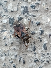 Eremocoris fenestratus