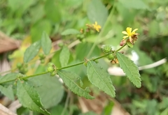 Triumfetta rhomboidea