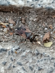 Eremocoris fenestratus