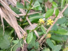 Triumfetta rhomboidea