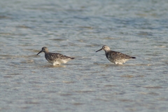 Calidris tenuirostris