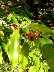 Ochna serrulata