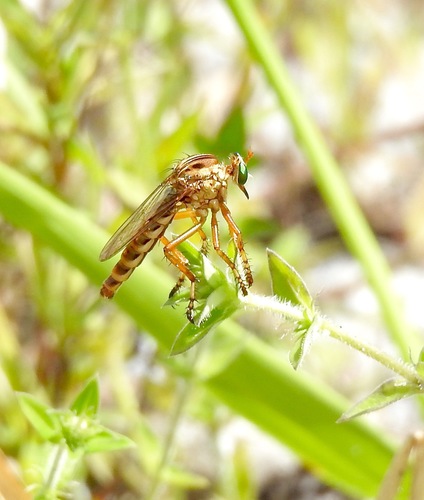 Brown-banded Hanging Thief photo 4