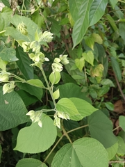 Clerodendrum infortunatum