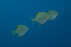 Monodactylus argenteus
