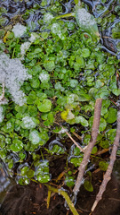 Cardamine pratensis