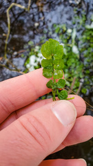 Cardamine pratensis