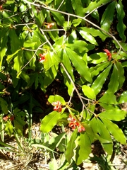 Ochna serrulata