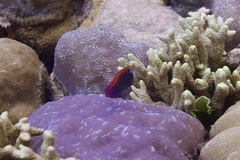 Pomacentrus bankanensis