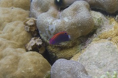 Pomacentrus bankanensis