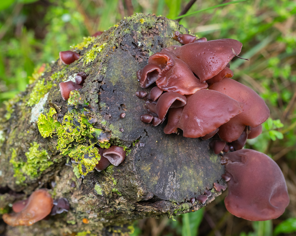 Auricularia fuscosuccinea · November 2022 · photo: © deniszabin (iNaturalist, cc-by)