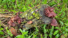 Auricularia fuscosuccinea