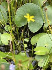Nymphoides thunbergiana