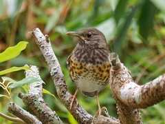 Turdus cardis
