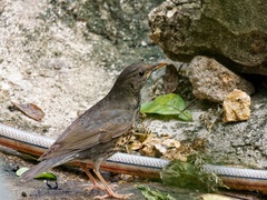 Turdus cardis