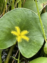 Nymphoides thunbergiana