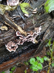 Chondrostereum purpureum