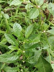 Alternanthera ficoidea