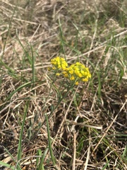 Alyssum montanum