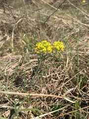 Alyssum montanum