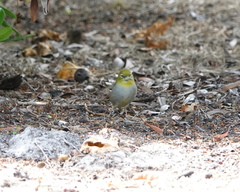 Zosterops lateralis chloronotus