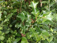 Acanthus ilicifolius