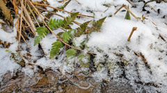 Dryopteris clintoniana