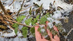 Dryopteris clintoniana