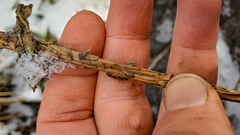 Dryopteris clintoniana