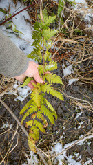 Dryopteris clintoniana