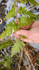 Dryopteris clintoniana