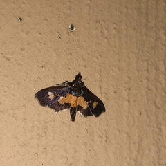Salbia