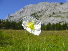 Papaver alpinum alpinum
