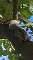 Funambulus palmarum