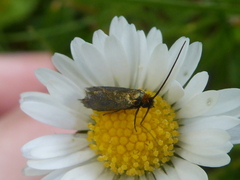 Cauchas rufimitrella