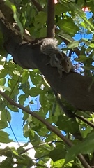 Funambulus palmarum