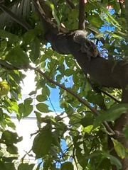 Funambulus palmarum