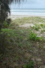 Eragrostis interrupta