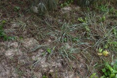 Eragrostis interrupta