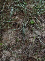 Eragrostis interrupta