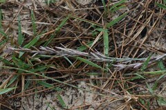 Eragrostis interrupta