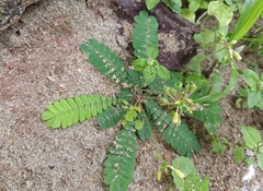 Biophytum sensitivum