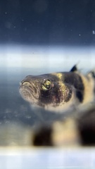 Brachygobius doriae