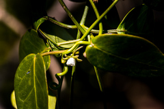 Cynanchum ellipticum