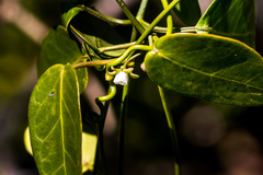 Cynanchum ellipticum