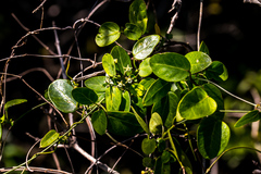 Cynanchum ellipticum