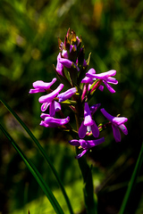 Disa stachyoides