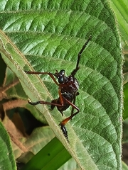 Pseudorus